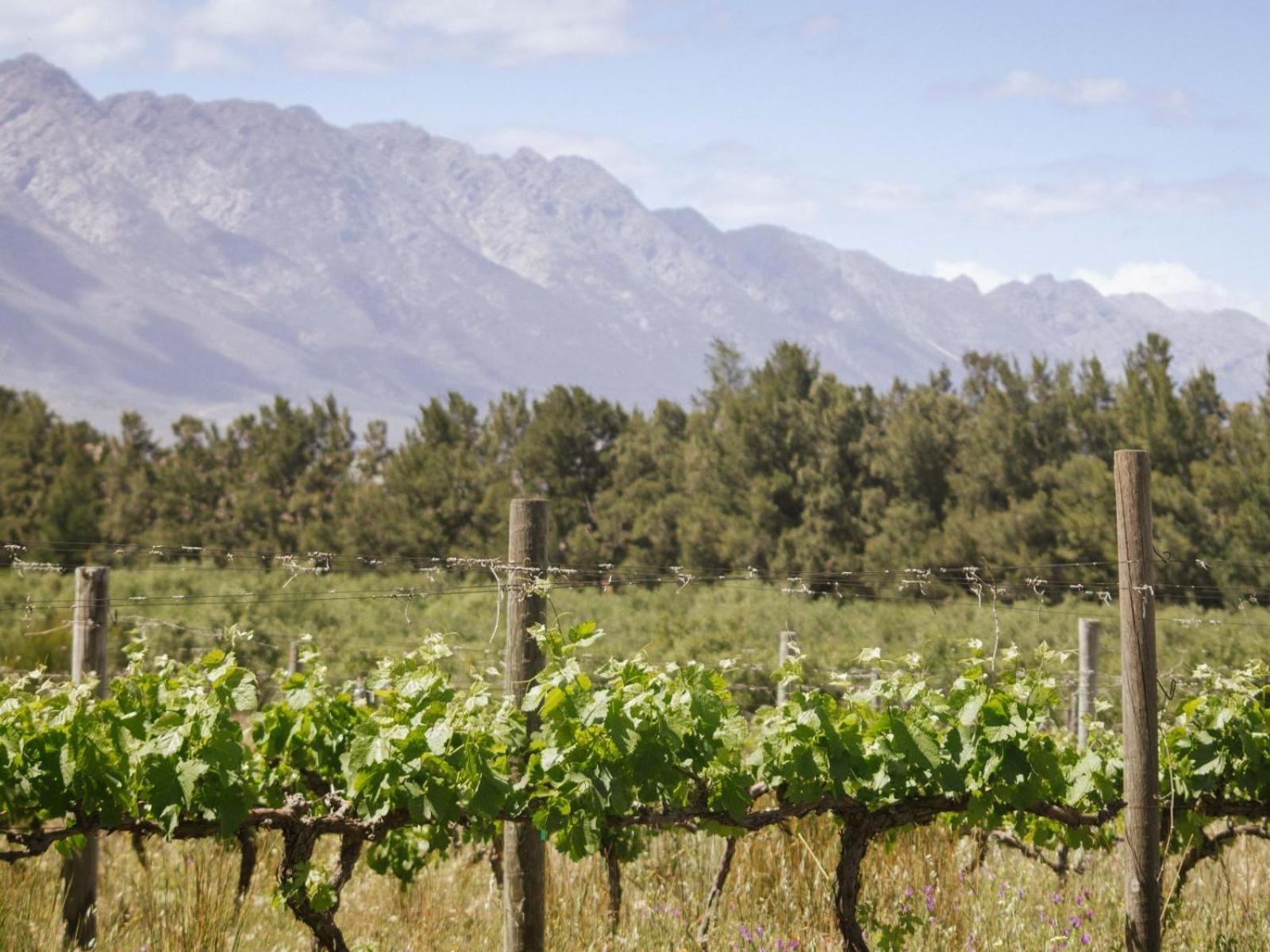 Hotel Duikersdrift Winelands Country Escape Tulbagh Exteriér fotografie